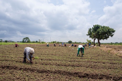 farmers
